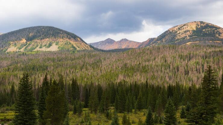 ABD’de sistemden izole yaşamaya çalışan üç kişinin cesetleri bulundu
